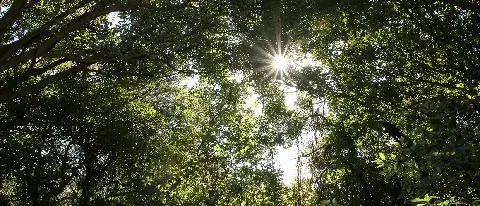 Jeju Gotjawal Provincial Park