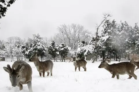 Roe Deer Observation Center 대표이미지