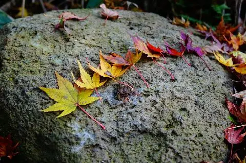 천아숲길 천아계곡 대표이미지