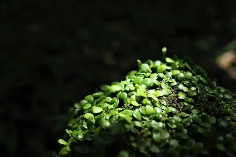 화순곶자왈생태탐방숲길 대표이미지