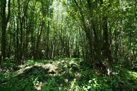 무릉곶자왈 대표이미지