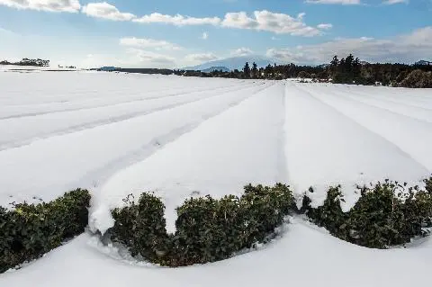 성읍녹차마을 대표이미지