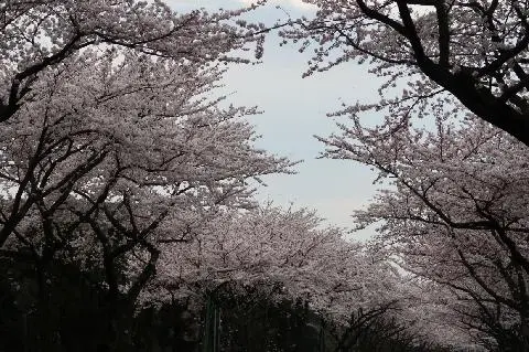 장전리 벚꽃축제길 대표이미지