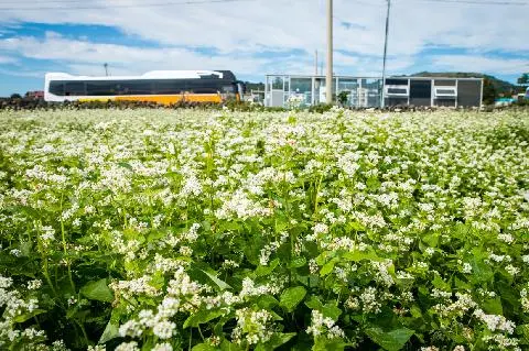 꽃썸 대표이미지