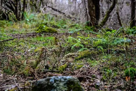 숫모르편백나무숲길 대표이미지