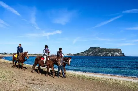 Steel Flower Horse Riding Ranch(Coastal horse riding experience available) 대표이미지
