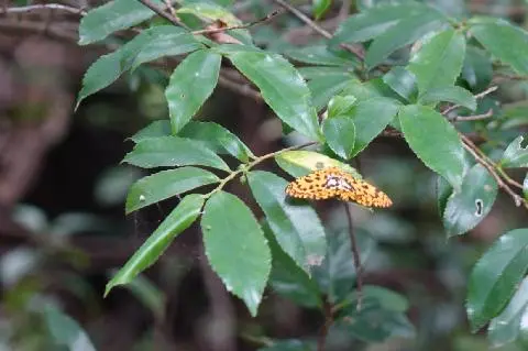 산양큰엉곶 대표이미지