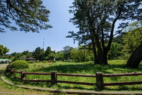 Population of Black Pines Near Sancheondan Altar 대표이미지