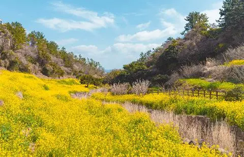 Welcome to 'Spring in Jeju' 대표이미지