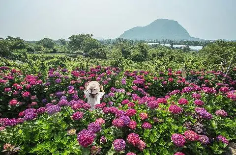 마노르블랑 수국축제 대표이미지