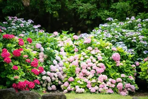 제주 한림공원 수국 축제 대표이미지