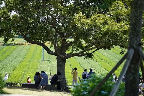 여름이면 더 싱그러운 초록빛 <제주 녹차밭> 대표이미지