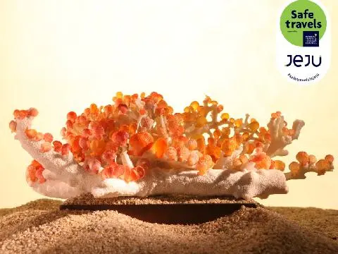 세계조가비박물관 사진