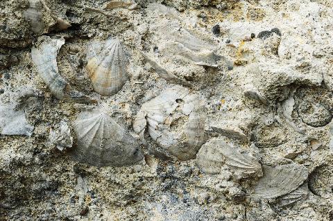 Fossil Shells of Seogwipo Formation 대표이미지