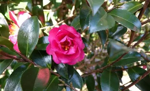 常に美しい済州島、1月はさらに美しい