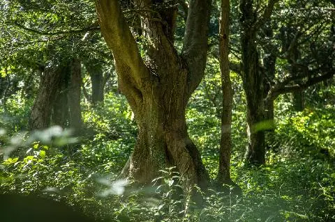 2022年秋季济州旅游十大推荐——秋高气爽，适合徒步的济州林荫步道 대표이미지