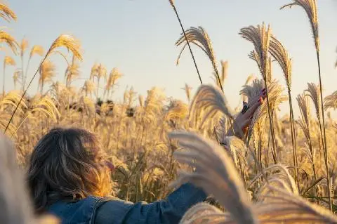 <Real Jeju_fall in jeju> “Tinged with autumn leaves everywhere” Where should we go? 대표이미지