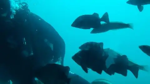 우도잠수함(제주씨월드)