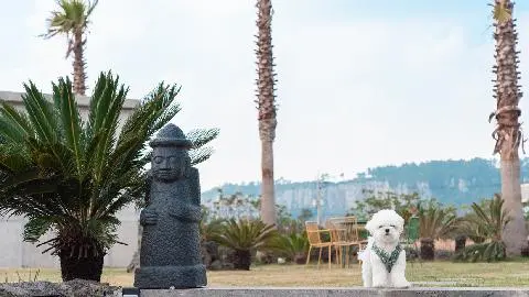 반려가족 <우리 집 막둥이와 떠나는 제주 여행> 대표이미지