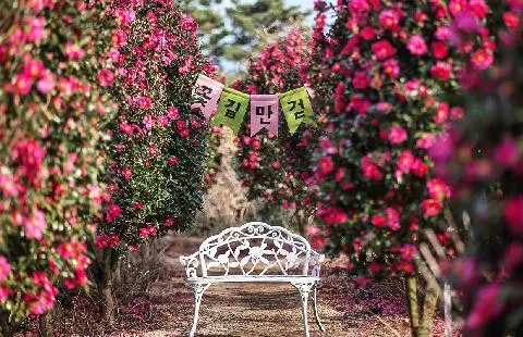 Manor Blanc Camellia Festival 대표이미지