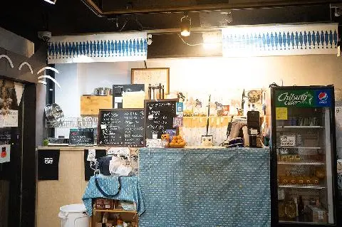 비만고양이 대표이미지