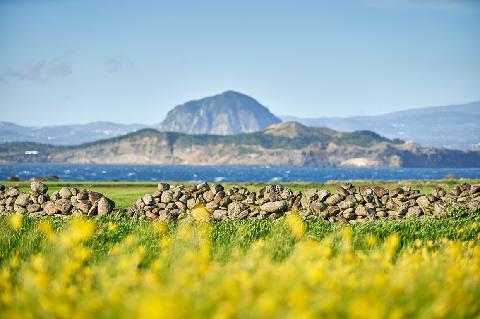 Top 10 tourist attractions in Jeju you should not miss in the spring <Along with the Yeongdeung-wind, the spring has come to Jeju> 대표이미지