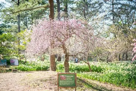 Hallim Park Maehwa (Plum) Festival 대표이미지