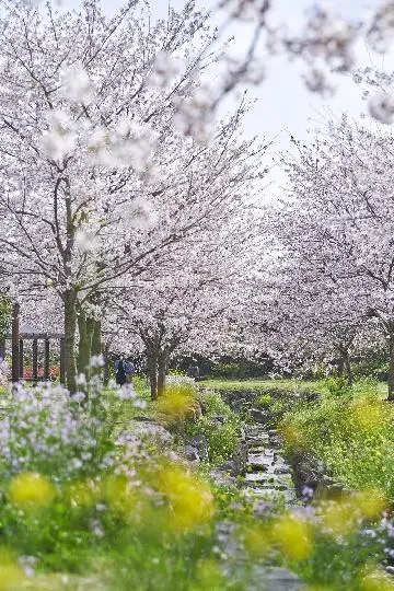 제주의 봄을 알리는 <추천 봄꽃 명소> 대표이미지