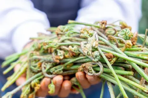 濟州蕨菜正當時 대표이미지