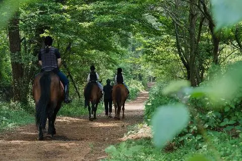 Jeju Horse Riding Park 