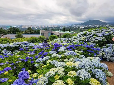 비짓제주 이벤트 참여하고 비행기 티켓 경품받자!