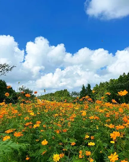 비짓제주 이벤트 참여하고 비행기 티켓 경품받자!