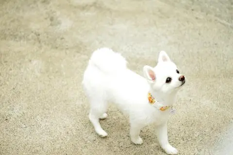 해피애견놀이방 대표이미지