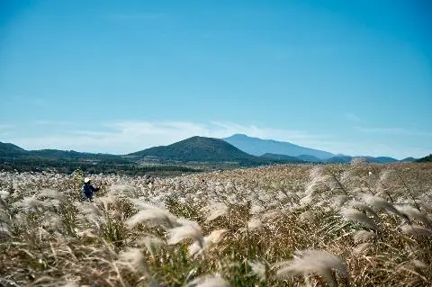2023년 가을 놓치지 말아야 할 제주관광 10선  <제주 가을에 취하다> 대표이미지