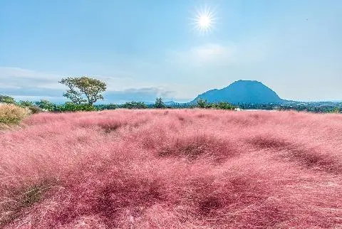 마노르블랑 핑크뮬리축제 대표이미지