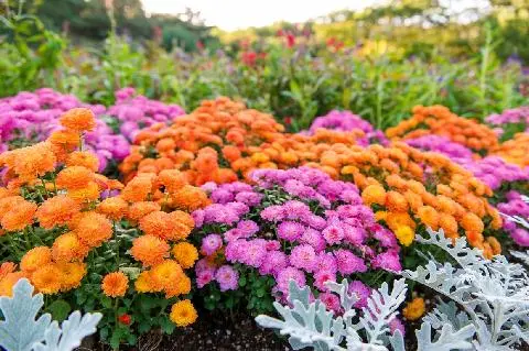 상효수목원 가을 꽃축제 대표이미지