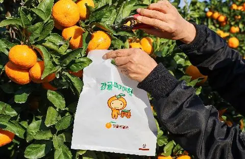 감귤박물관 감귤따기 체험 대표이미지
