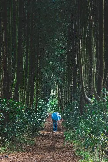 제주 가족들과 7년만에 방문 했는데 
2박3일내내 제주 날씨는 심상치 않았어요 ㅜㅜ
비오는날 제주에 딱 어울리는 안돌오름 비밀의숲 에서 촬영하였습니다

비오느날 도 제주는 아름다웠습니다 ^^

