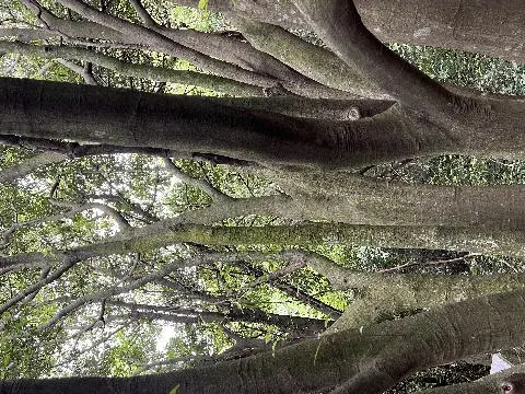제주곶자왈도립공원 리뷰사진2