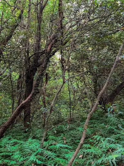 제주곶자왈도립공원