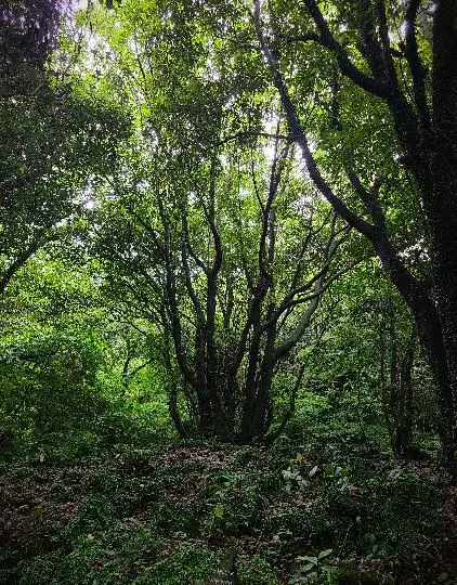 환상숲 곶자왈공원