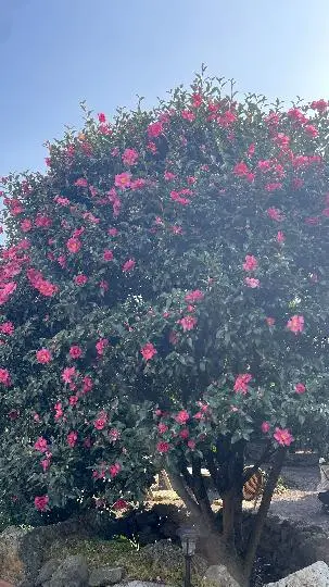 동백포레스트 리뷰사진2