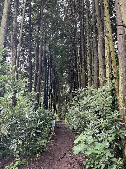 #모먼츠인제주 #제주  #비밀의숲 #안돌오름
신비롭고 아름다운 곳이예요. 
쭉쭉 길게뻗은 나무가 신비롭고 내 몸과 마음이 정화되는 느낌 입니다. 
제주도 가시면 꼭 가보라고 추천하고 싶어요 