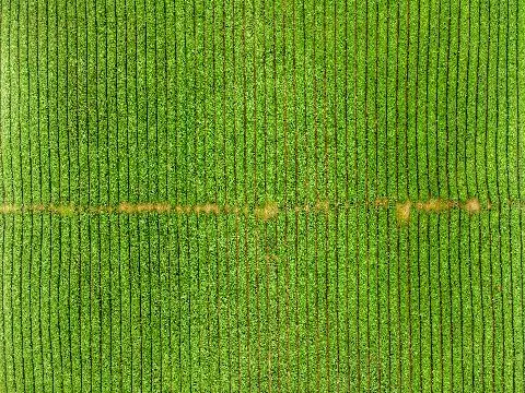 오설록티뮤지엄