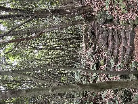 제주곶자왈도립공원 리뷰사진3