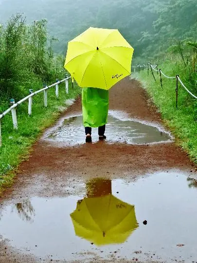  고둥학교 동창 모임 10명이 제주 여행 중에 에코랜드를 방문하였다. 비가 미스트처럼 기분 좋게 내려 6월 날씨지만 선선해서 산

책하는 내내 싱그러웠다. 준비된 우비를 입고 우산은 관광버스 기사분이 차에 비치된 노란 우산을 빌려주셔서 단체로 같은 색 우

산을 쓰고 다녀서 특별한 추억이 되었다. 비가 내려서 반영 사진도 담고 다양한 색의 화사한 우비와 에코랜드가 잘 어울린다.
