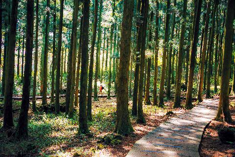 싱그러운 제주의 봄날, 절물자연휴양림입니다. 이곳의 명물인 아름드리 편백나무 숲 사이로 난 길을 따라 아침 햇살이 내리쬐고 산책하시는 어머니의 모습을 담았습니다.