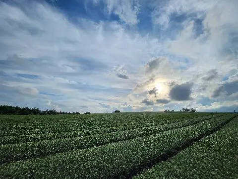 여름이면 더 싱그러운 초록빛 <제주 녹차밭>