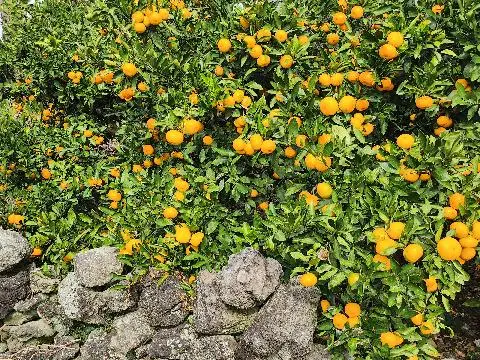 요리보고 조리보고 ‘효돈동편’ <제주에서 가장 따뜻한 마을>