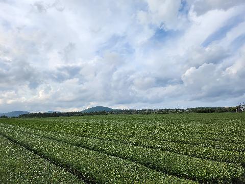 여름이면 더 싱그러운 초록빛 <제주 녹차밭> 리뷰사진2